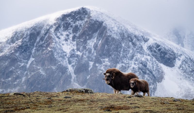 Breathtaking: Dovrefjell-Sunndalsfjella National Park