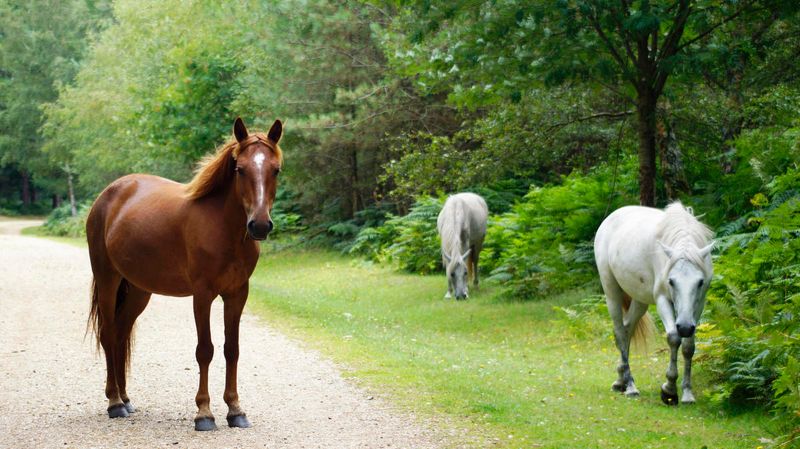 New Forest National Park