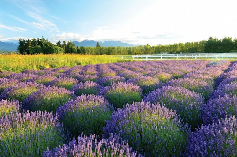 Sequim, Washington