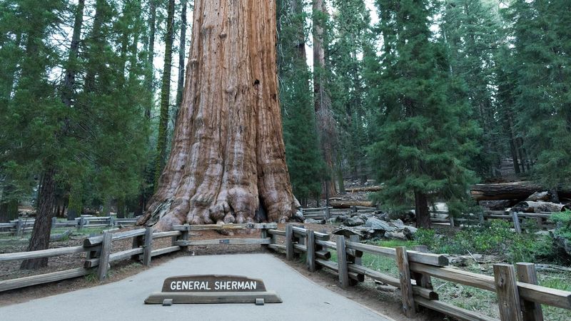 Sequoia and Kings Canyon National Parks