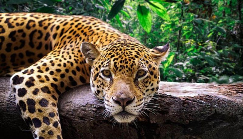 Exploring the Amazon Rainforest