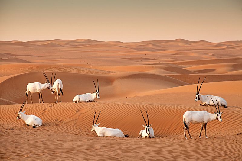 Al Marmoom Desert Conservation Reserve