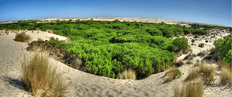 Doñana's Dynamic Dunes and Wetlands