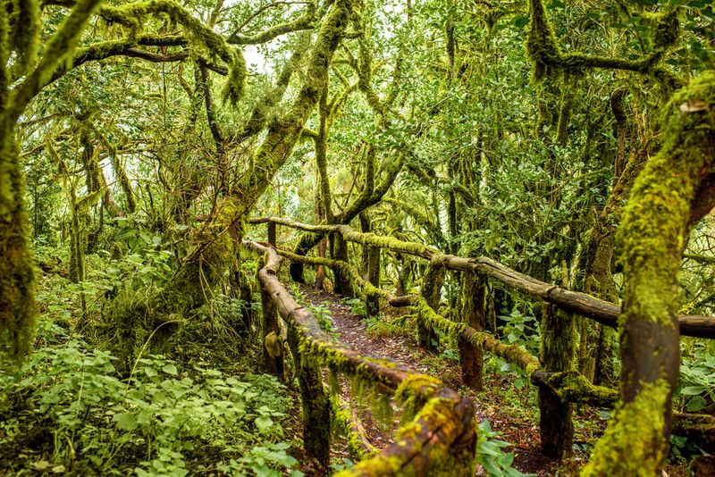Garajonay National Park