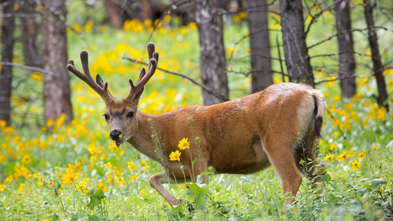 Wildlife Encounters