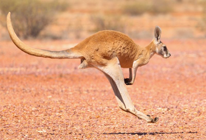 Australia
