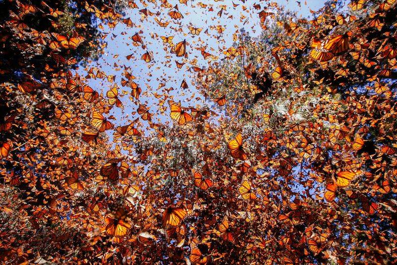 Mexico's Monarch Butterfly Sanctuary