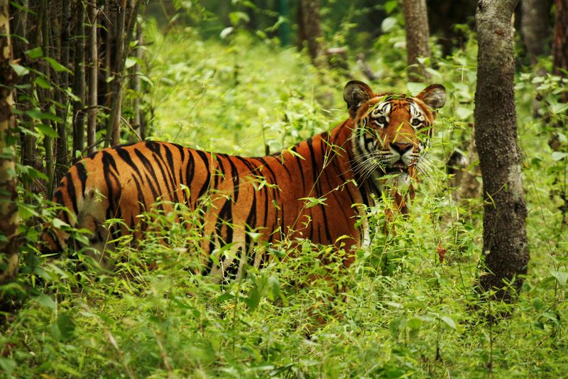 Chitwan National Park