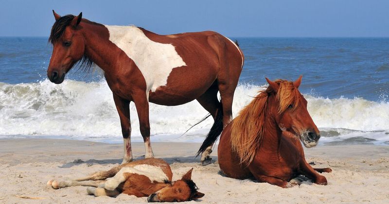 Assateague Island, Maryland