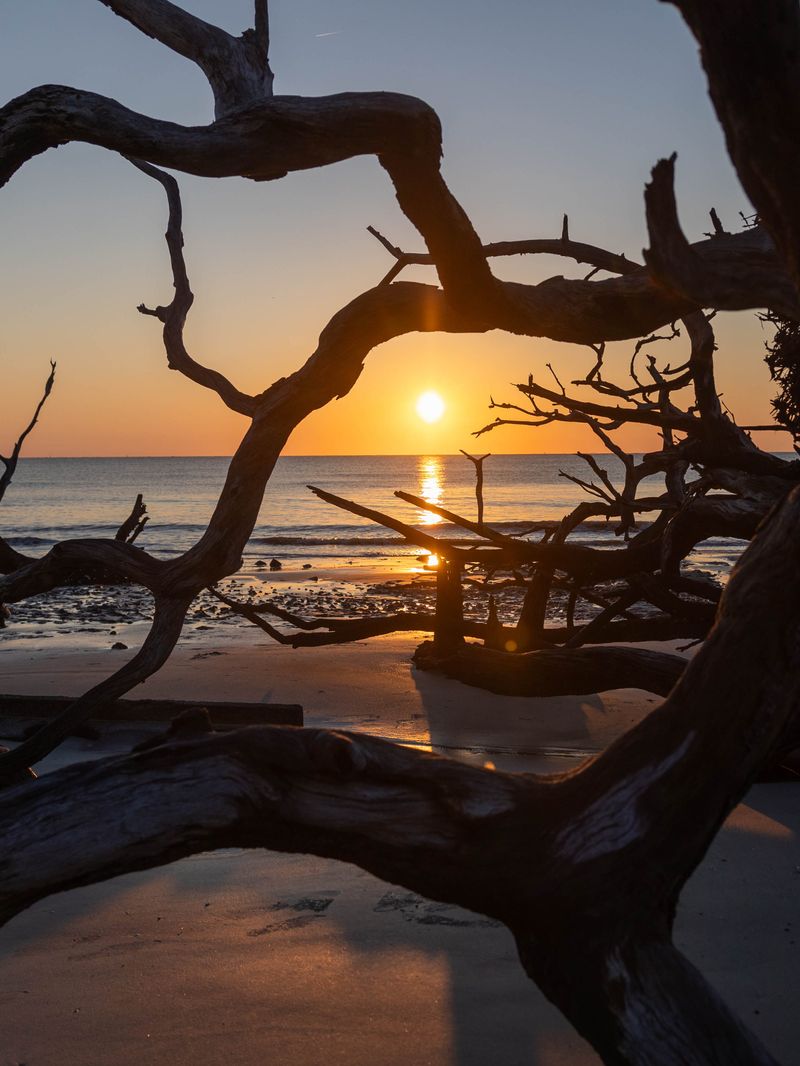 Driftwood Beach, Georgia