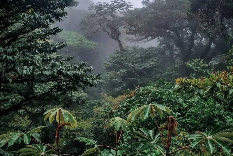 Monteverde Cloud Forest, Costa Rica