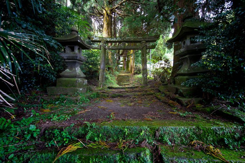 Enchanted Forests of Japan