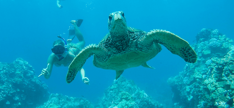 Turtle Town, Maui