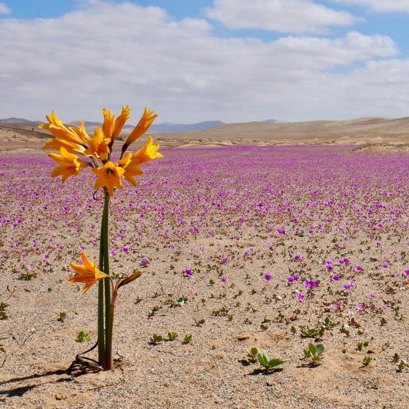 Llanos de Challe National Park