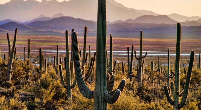 Saguaro National Park