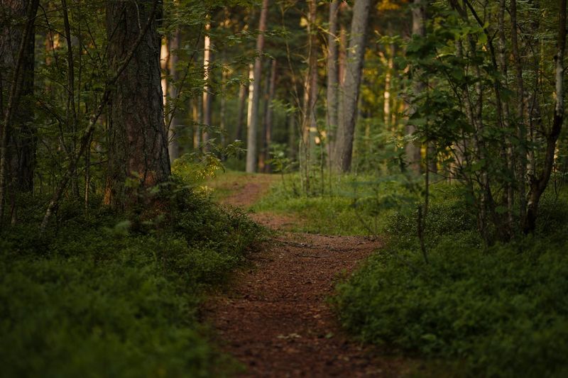 Tranquil Nature Walk