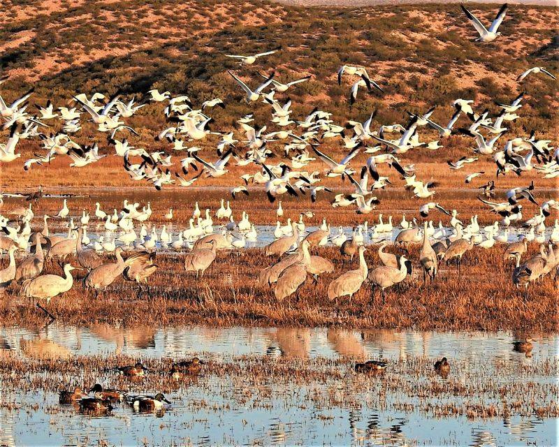 Bosque del Apache National Wildlife Refuge, New Mexico