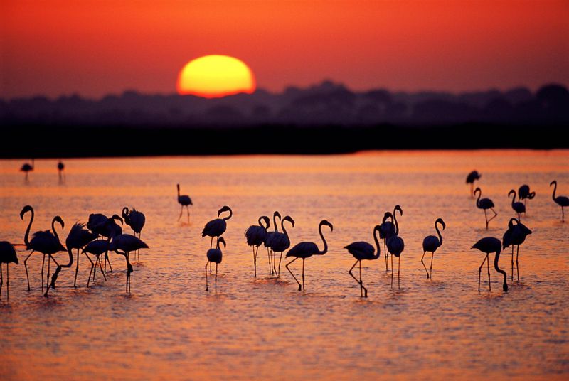 Doñana National Park