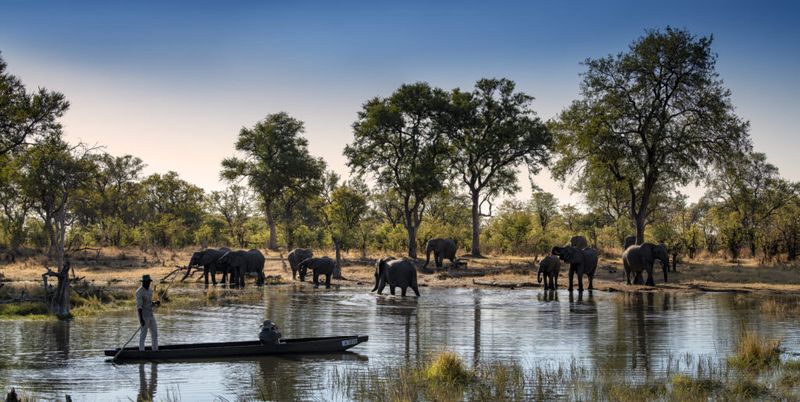 Wildlife Safari in the Okavango Delta