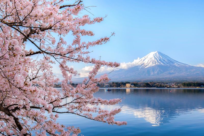 Exploring Japan’s Cherry Blossom Season