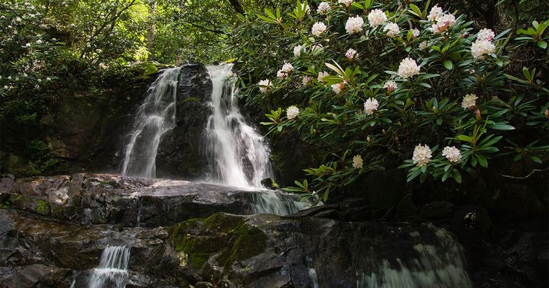 Laurel Falls: Nature's Whisper