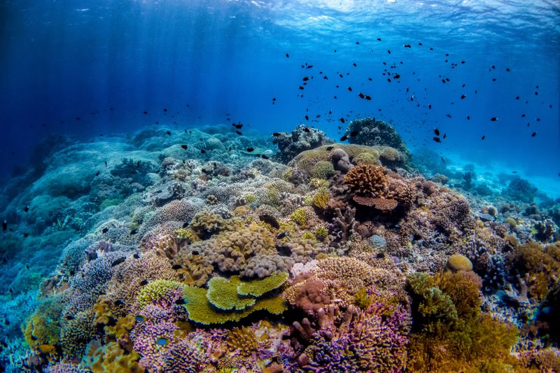 Tubbataha Reef, Philippines