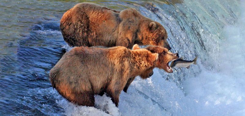Alaska's Grizzly Bears