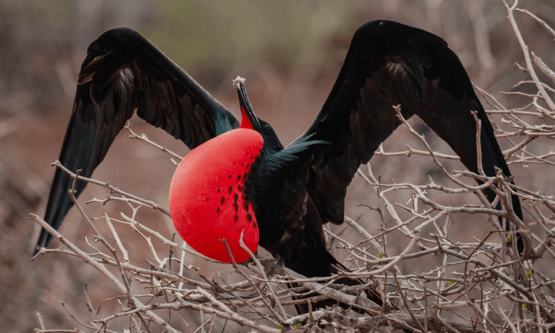 Bird Watching in the Galapagos Islands