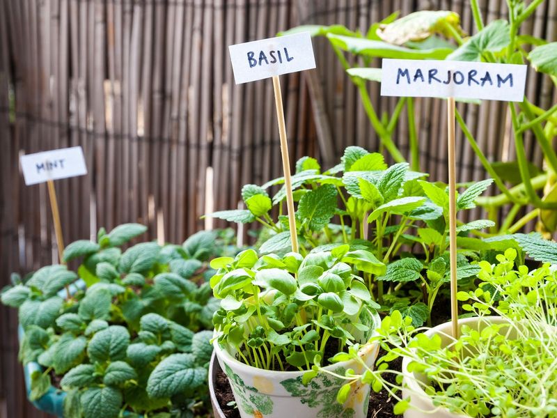 Mini Travel Herb Garden