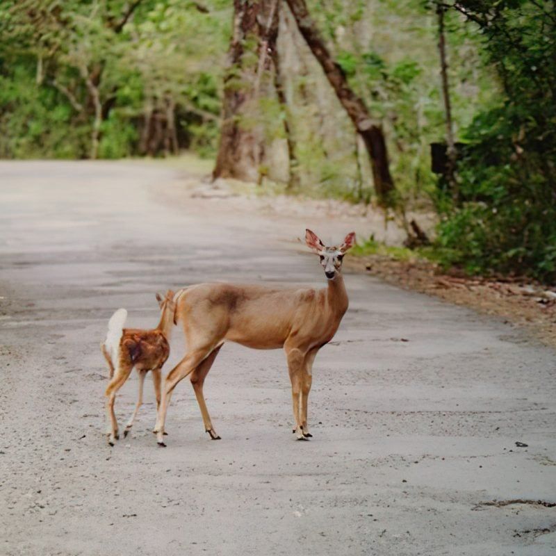 Santa Rosa