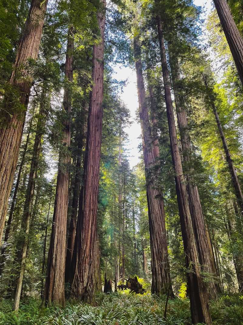 Redwood National and State Parks