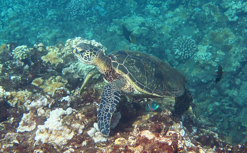 Honolua Bay, Maui