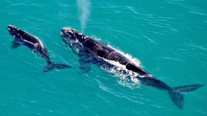 South Africa's Whale Watching