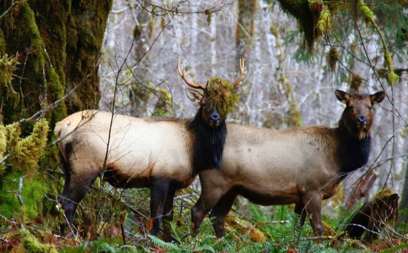 Olympic National Park, Washington