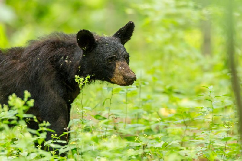 Shenandoah National Park, Virginia