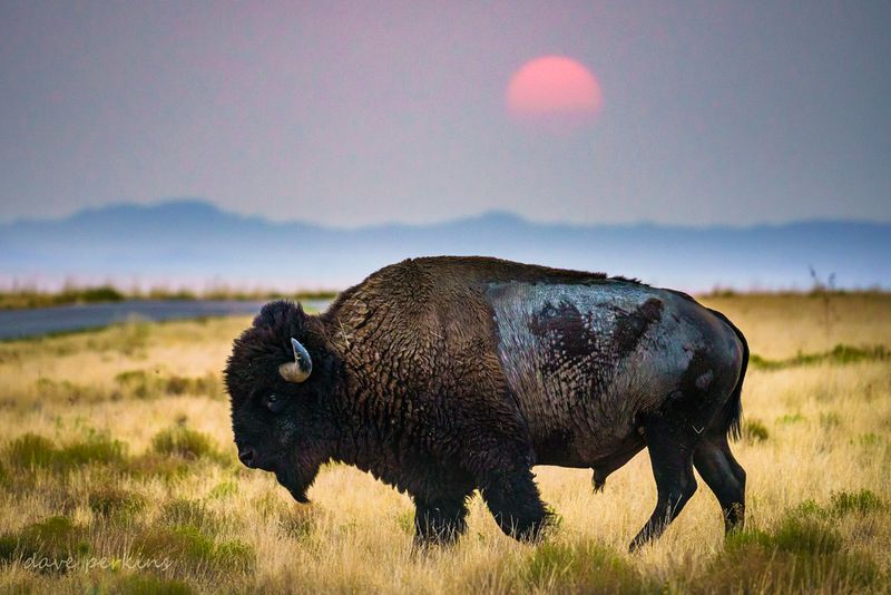 Antelope Island State Park