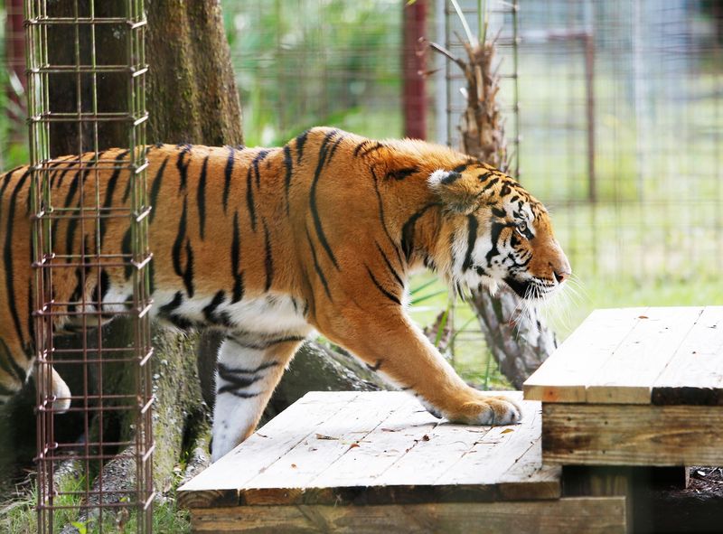 Florida - Big Cat Rescue Tampa