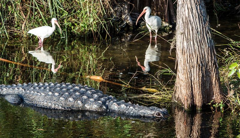 Florida: Everglades National Park