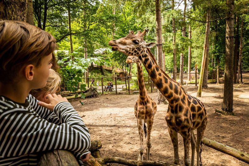 Amersfoort's Hidden Zoo