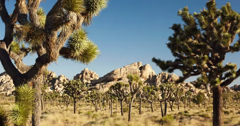 Joshua Tree National Park