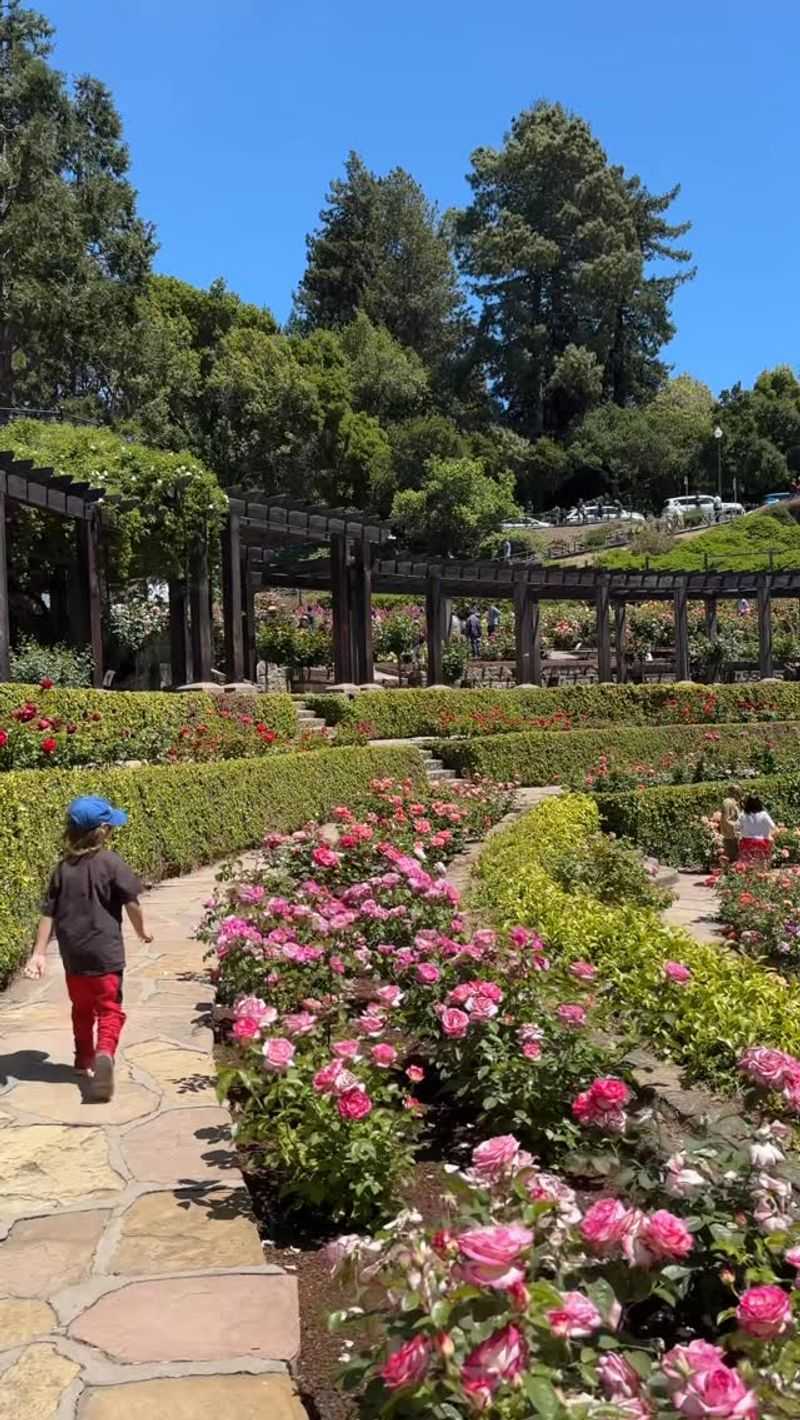 Stroll Through the Berkeley Rose Garden