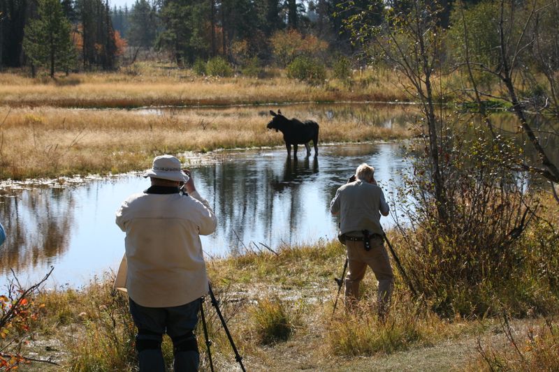 Wildlife Watching