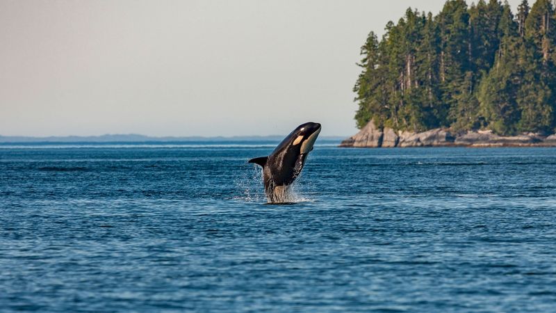 Whale Watching at San Juan Island