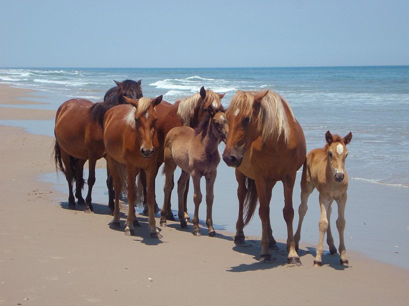 Carova Beach, North Carolina