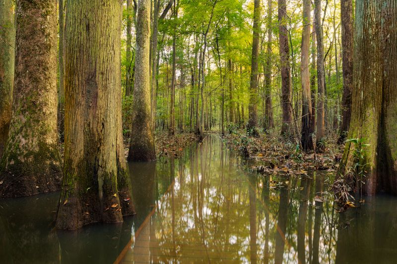 Congaree National Park, South Carolina