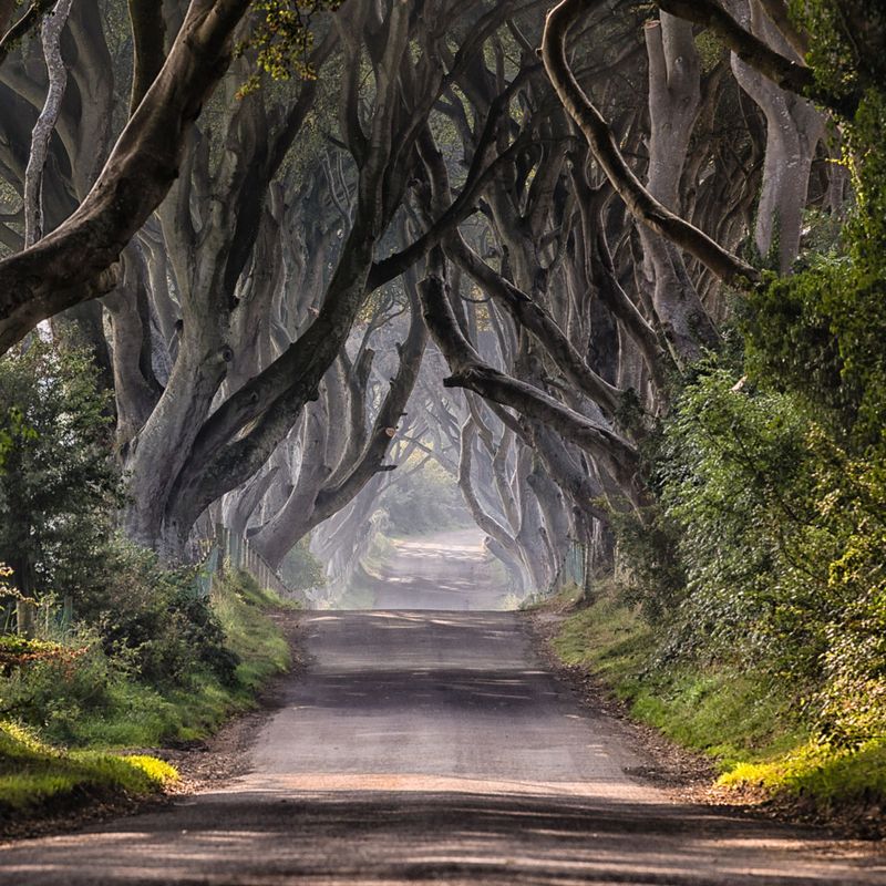 The Dark Hedges