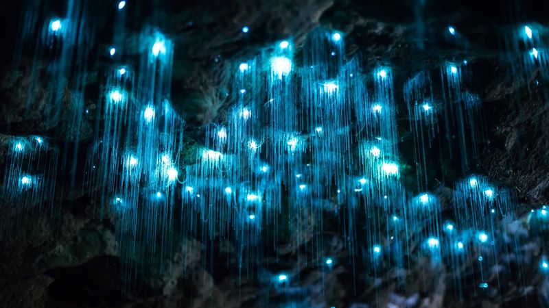 Bioluminescent Glow