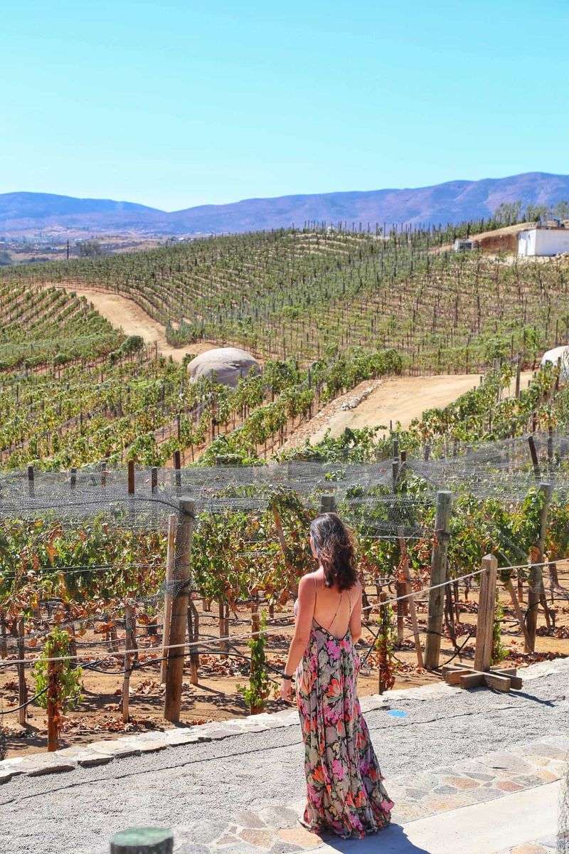 Adventure Tours Through Vineyards