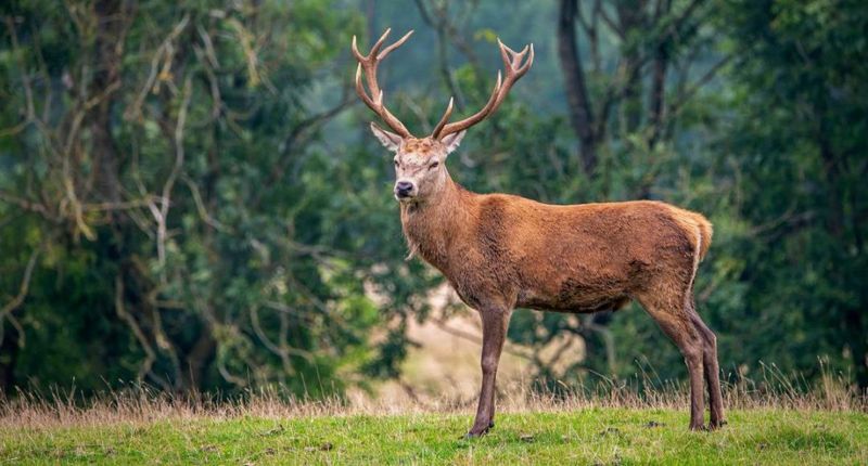 Arnhem's Hoge Veluwe National Park