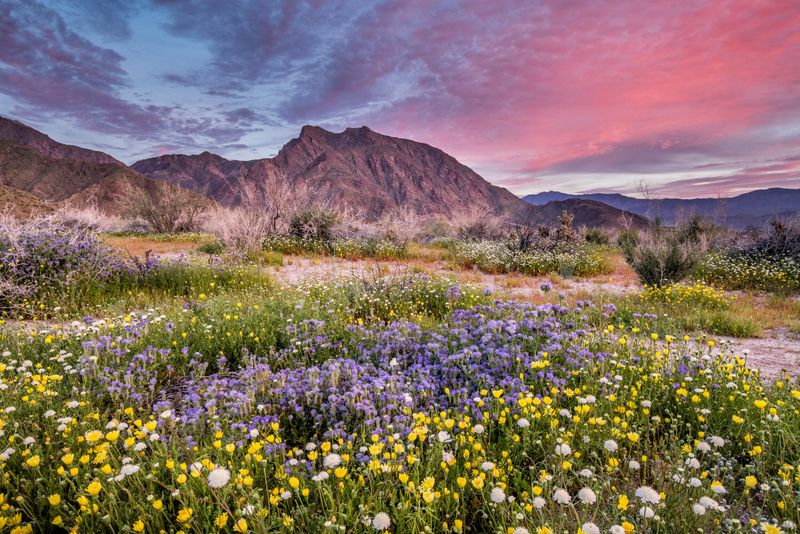 Anza-Borrego Desert State Park